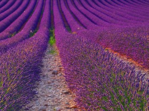 薰衣草和勿忘我是一种花吗，薰衣草和勿忘我的区别