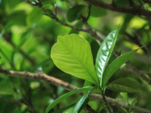 栀子花的花语，栀子花花期