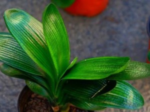 君子兰不长新叶子是怎么回事？君子兰不长是什么原因？