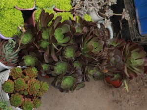 黑法师怎么扦插