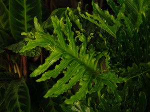 春羽 | 适合客厅养的水养植物