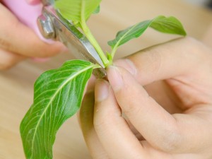 长春花品种大全