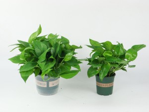 绿萝冻死了怎么救活