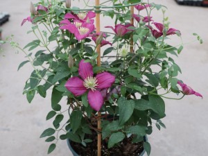 铁线莲的冬季养护方法