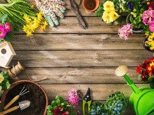 凝脂莲和劳尔的区别