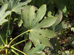 八角金盘有毒吗