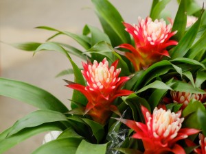 观赏凤梨的水培养花大全