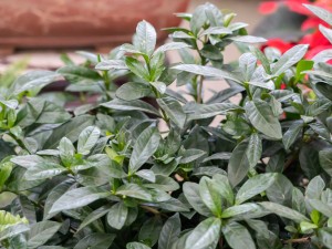 栀子花的花语是什么