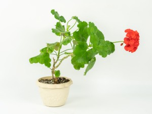 天竺葵适合放室内养吗