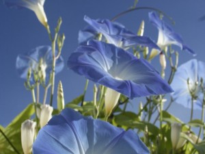 牵牛花为什么在凌晨四点开放