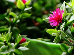 牡丹吊兰能吃吗