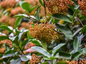 火棘叶子发黄怎么办