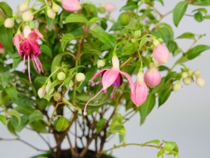 倒挂金钟掉花苞怎么回事，怎么办