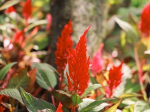 鸡冠花可以吃吗