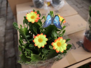 龙骨的汁液有毒吗