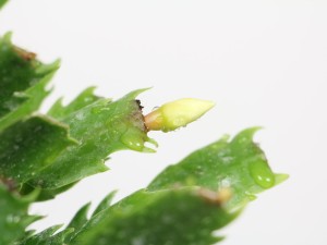 蟹脚兰为什么不开花