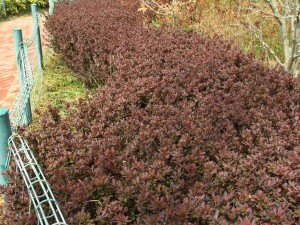 紫叶小檗黄叶的原因和处理办法