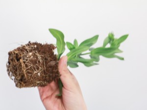 洋桔梗的养殖方法和注意事项