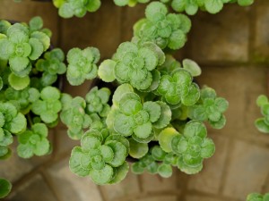 碰碰香长蚧壳虫怎么办