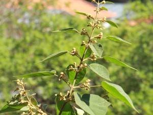 泡桐花可以吃吗