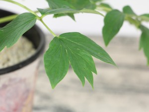 牡丹花在家养不吉利吗