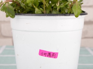 薄荷的功效，薄荷怎么吃