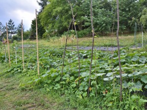 南瓜和什么一起吃好，南瓜吃法介绍