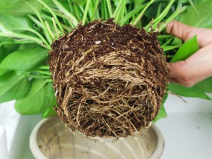 大叶绿萝叶子变小怎么办