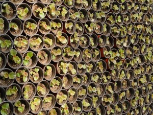 四季海棠适合放在室内养吗