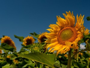 向日葵怎么浇水