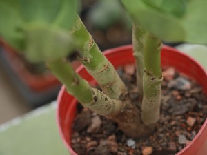 金钱木叶子发黄变软怎么办