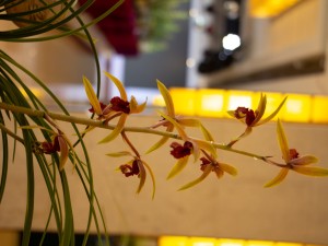 家里兰花养了2年还不开花，注意这5点，开花不用愁！