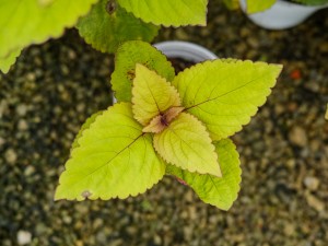 彩叶草叶子变黑的原因