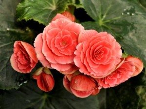 丽格海棠烂根了怎么办