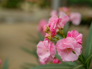 全球最致命的10种植物，夹竹桃上榜！