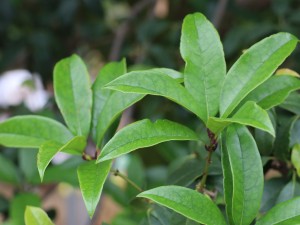 桂花泡茶喝有什么作用，桂花泡茶的做法