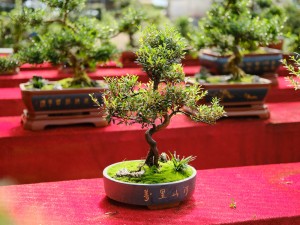 门口两边种植什么树好