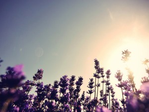 薰衣草代表什么意思