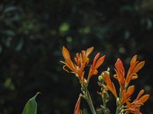 美人蕉的虫害和防治方法