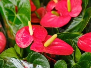 红掌冻伤了还能活吗