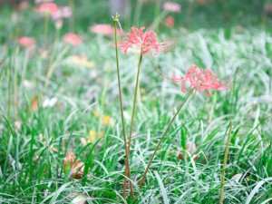 彼岸花可以用于园艺吗