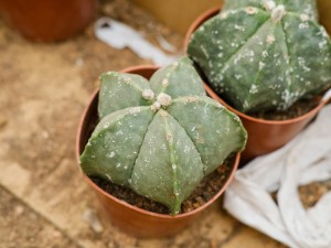 养殖鸾凤玉的好处