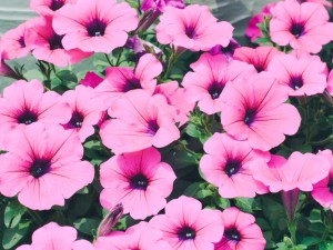 酢浆草的叶子发黄了怎么办