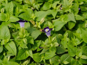 夏堇什么时候开花