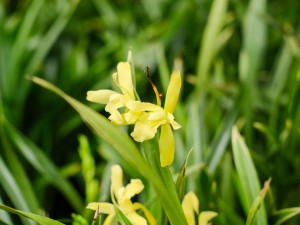 兰花叶颜色变浅了怎么办