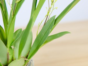 文心兰的常见品种