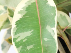 橡皮树叶子上有白点怎么办