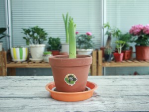 水培风信子怎么养