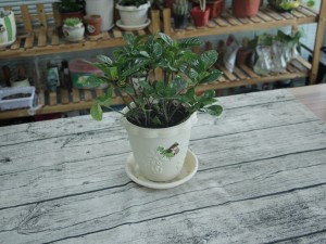 栀子花室内可以养吗