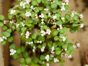 金枝玉叶可以水培吗